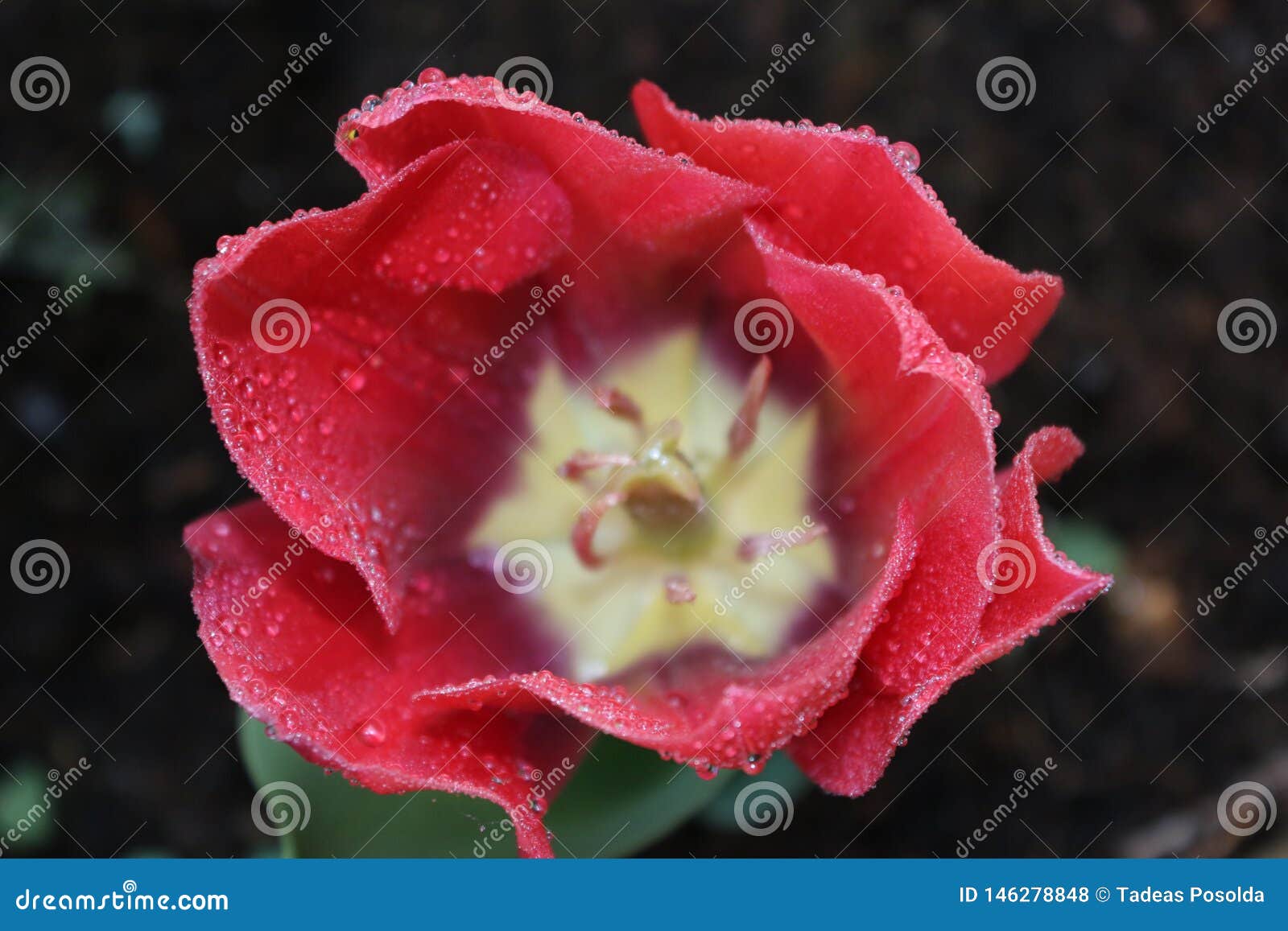 red tulipan and morning dew